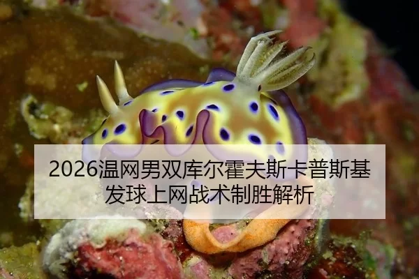 2026温网男双库尔霍夫斯卡普斯基发球上网战术制胜解析